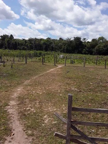 SÍTIO COM 50 HECTARES EM MONTE ALEGRE PARÁ.