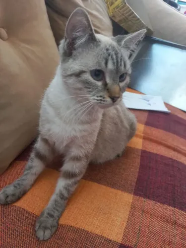 DOAÇÃO DE GATINHA FILHOTE 
