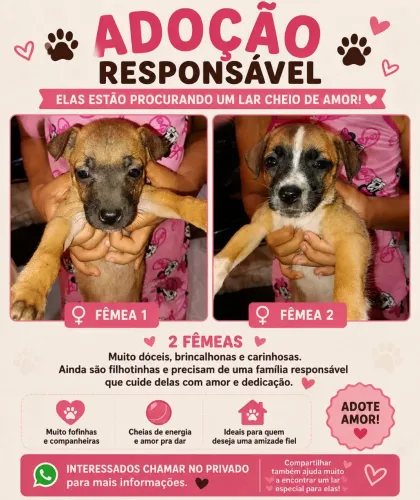 Adoção desses animais 