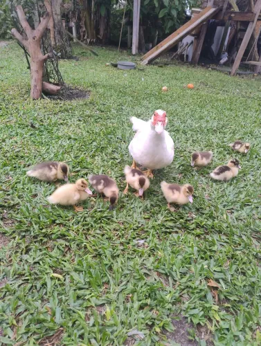 Patinhos de 1 mês