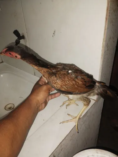 Franguinhos e franguinhas