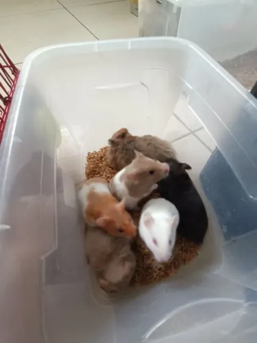 Hamster sírio 