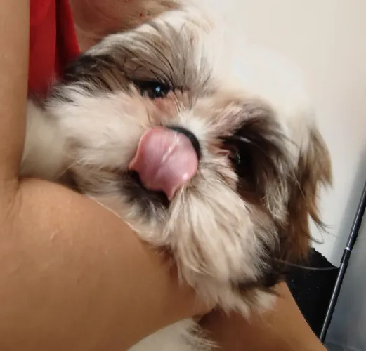 Shitzu