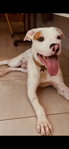 Doação de pitbull 