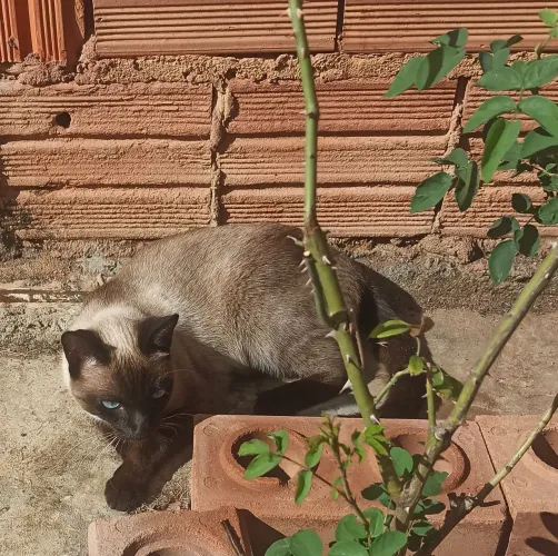 Gatinho pra adoção