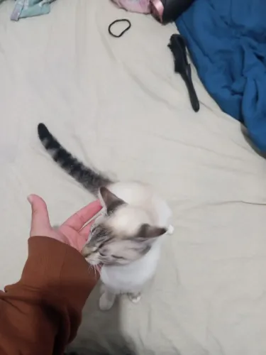 Doação de gatinha