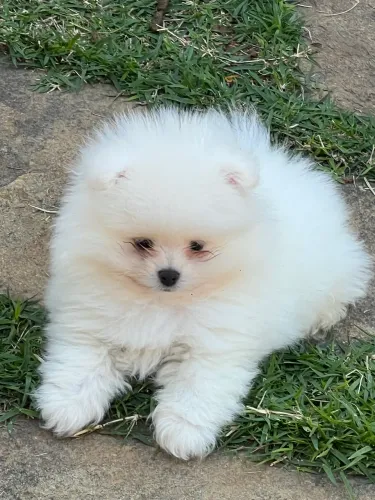 Spitz alemão 