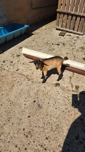 Mini Cabra/ criatorio especializado/ Goiânia 