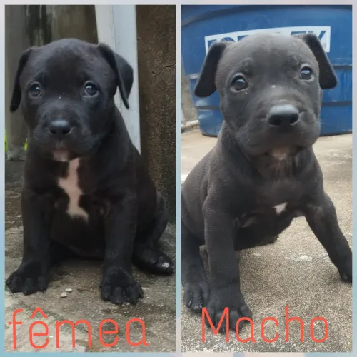 Vendo filhotes de Pitbull (casal)