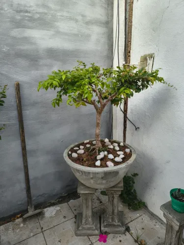 Bonsay de Jaboticaba com mais de 10 anos por apenas 2000 vale mais de 3500