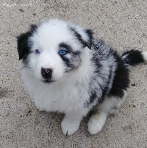 Border Collie - Filhote Pronto Esperando Para Nova Família