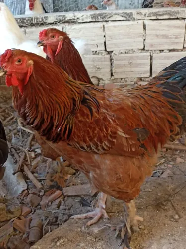 Galo de Raça