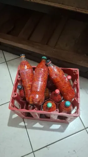 Pimenta