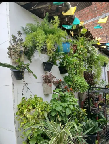 Plantas a venda a partir de 20  RS 