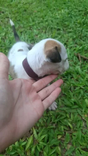 Vende-se Pitbull fêmea