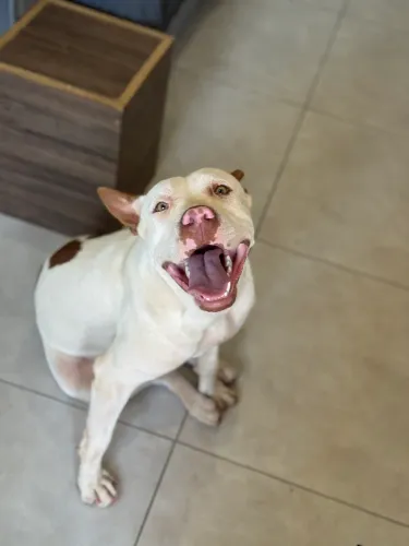 Doa- se pitbull femea