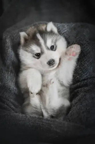 Husky Siberiano Filhote O Companheiro Cheio de Personalidade