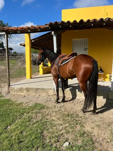 Cavalo