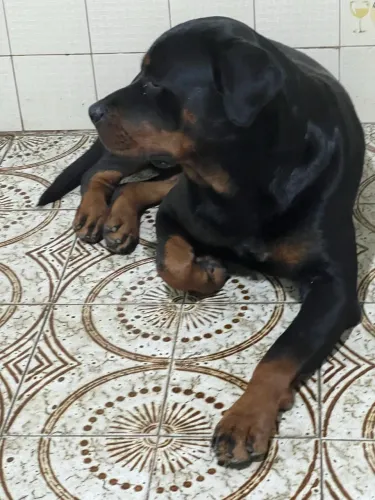 Rottweiler femea