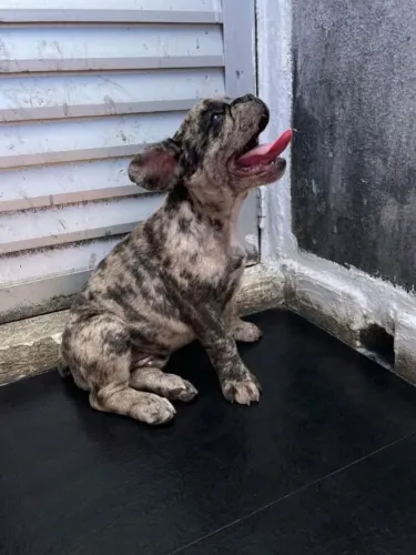Filhote de Buldogue Francês Merle