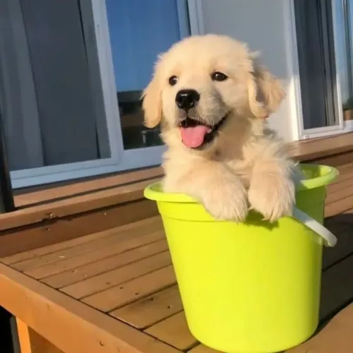 Golden Retriever - Esse Filhotinho Tem Tudo Para Ser Seu Maior Amor