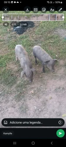 Porcos