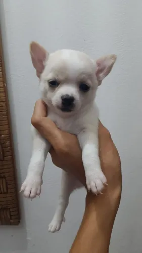 Lindos Chihuahua macho e fêmea ótimo preço 