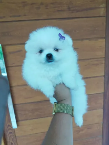 Lulu fêmea/Spitz alemão anão