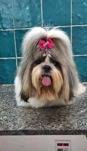 Vaga para banhista pet. 