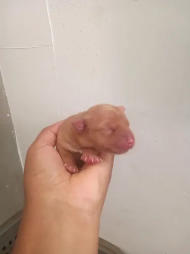 Cachorro 