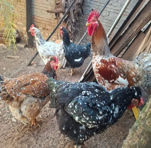 Pintinhos e ovos GSB - Galinha Sertaneja Balão 