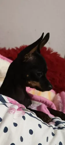 Pinscher 