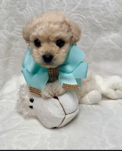 Poodle toy : Amor para vida toda.