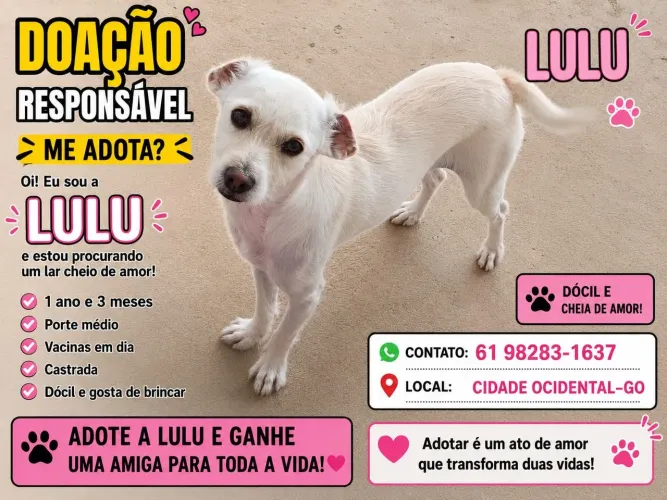 Doação de PET. Um Macho e uma Fêmea
