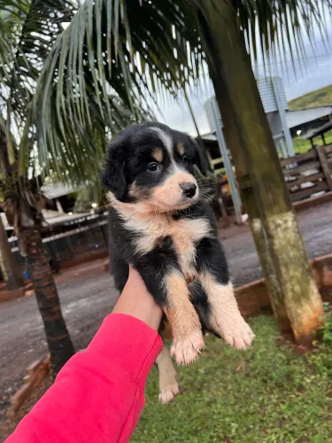 Filhotes de Border collie 