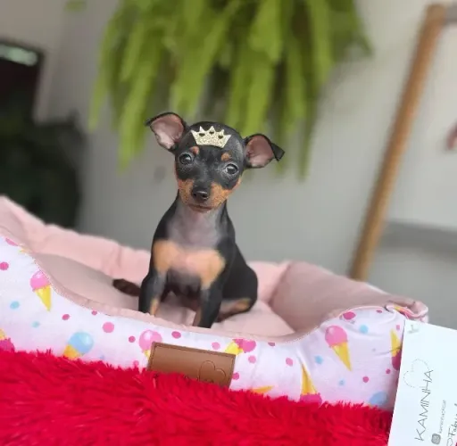 Pinscher miniatura Filhotes já adestrados no jornal higiênico