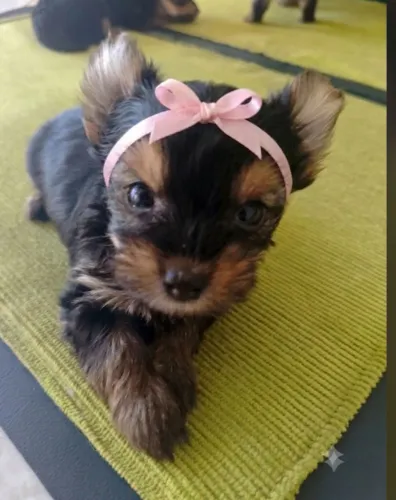 YorkShire Fêmea Micro Terrier