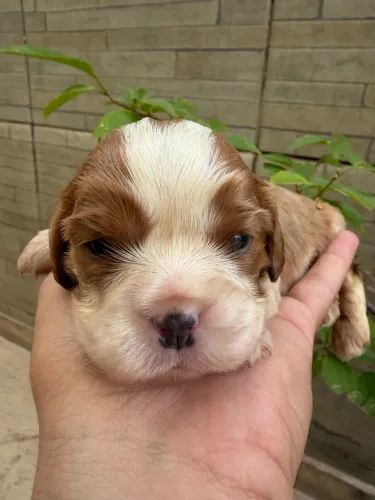 Lindos babys cavalier king charles spaniel