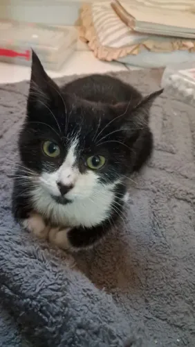 Gatinha dócil para adoção