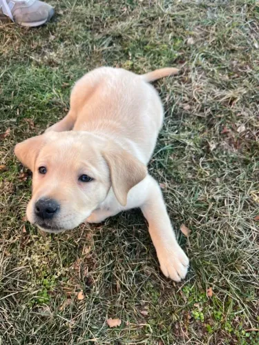 Labrador lindos e encantadores
