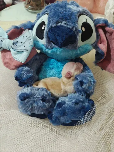 FILHOTE DE CHIHUHAUA