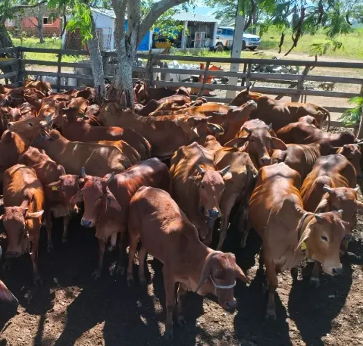 ##GADO SINDI À VENDA! TOURINHOS, BEZERRAS, NOVILHAS E MATRIZES