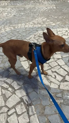 Vendo um cachorro porte pequeno