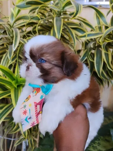 Lindos filhotes de Shih Tzu de olhos claros