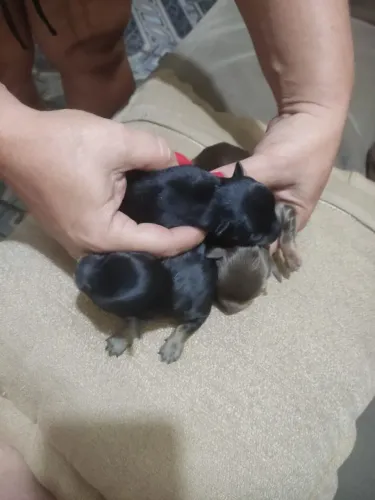 Lindos filhotes de Pincher 