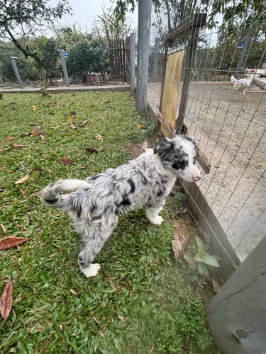 Boder collie