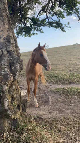 Vendo cavalo com 8 anos de idade baxeiro, cavalo manso bom pra criança mulher 