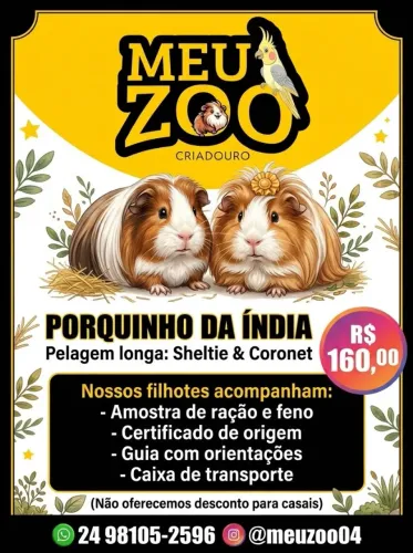Porquinhos da india