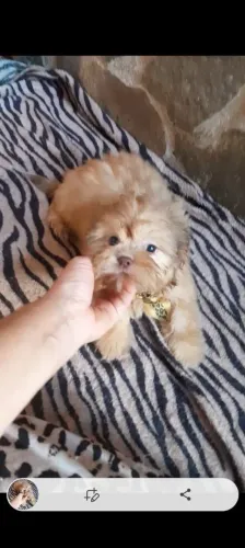 Shih-tzu mini 
