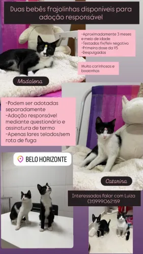 Gatos